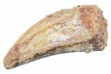 Serrated, Theropod (Deltadromeus?) Pre-Max Tooth - Morocco #268849-1